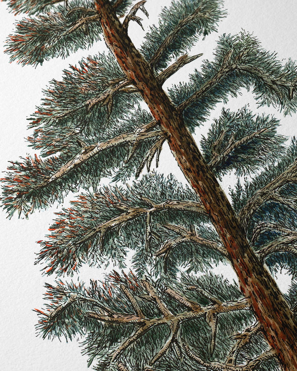 Pine Tree Moon Ketubah