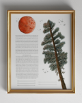 Pine Tree Moon Ketubah